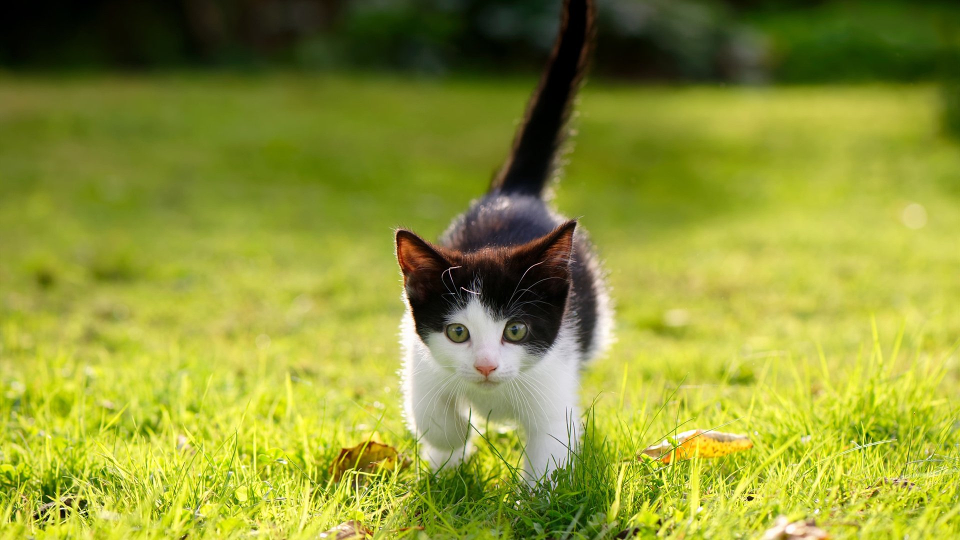 史蒂夫·维耶勒赢得巴黎奥运会男子反曲弓资格赛，奥运会竞技反曲弓磅数